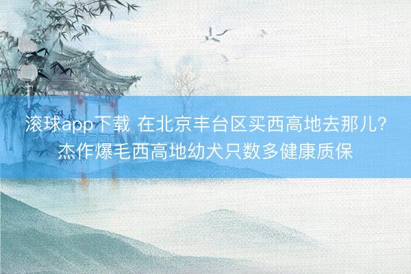 滚球app下载 在北京丰台区买西高地去那儿？杰作爆毛西高地幼犬只数多健康质保